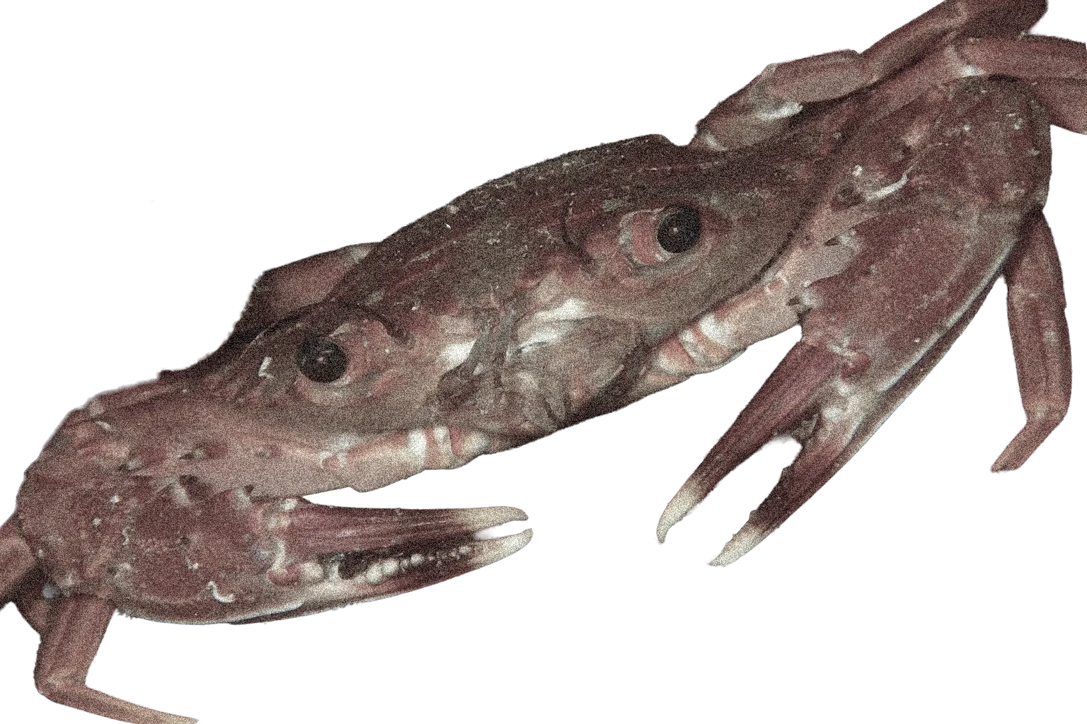 カニの拡大画像