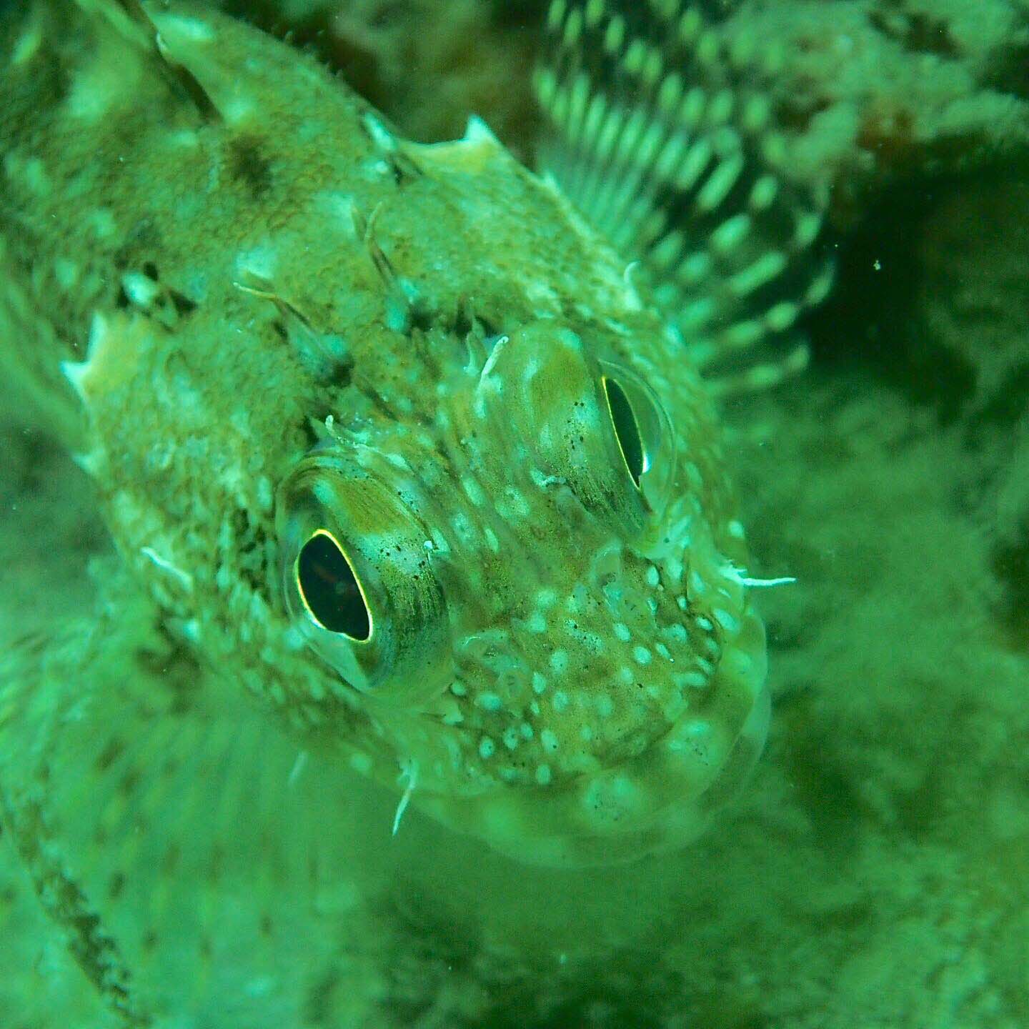 カサゴの水中写真で色味が緑がかった画像