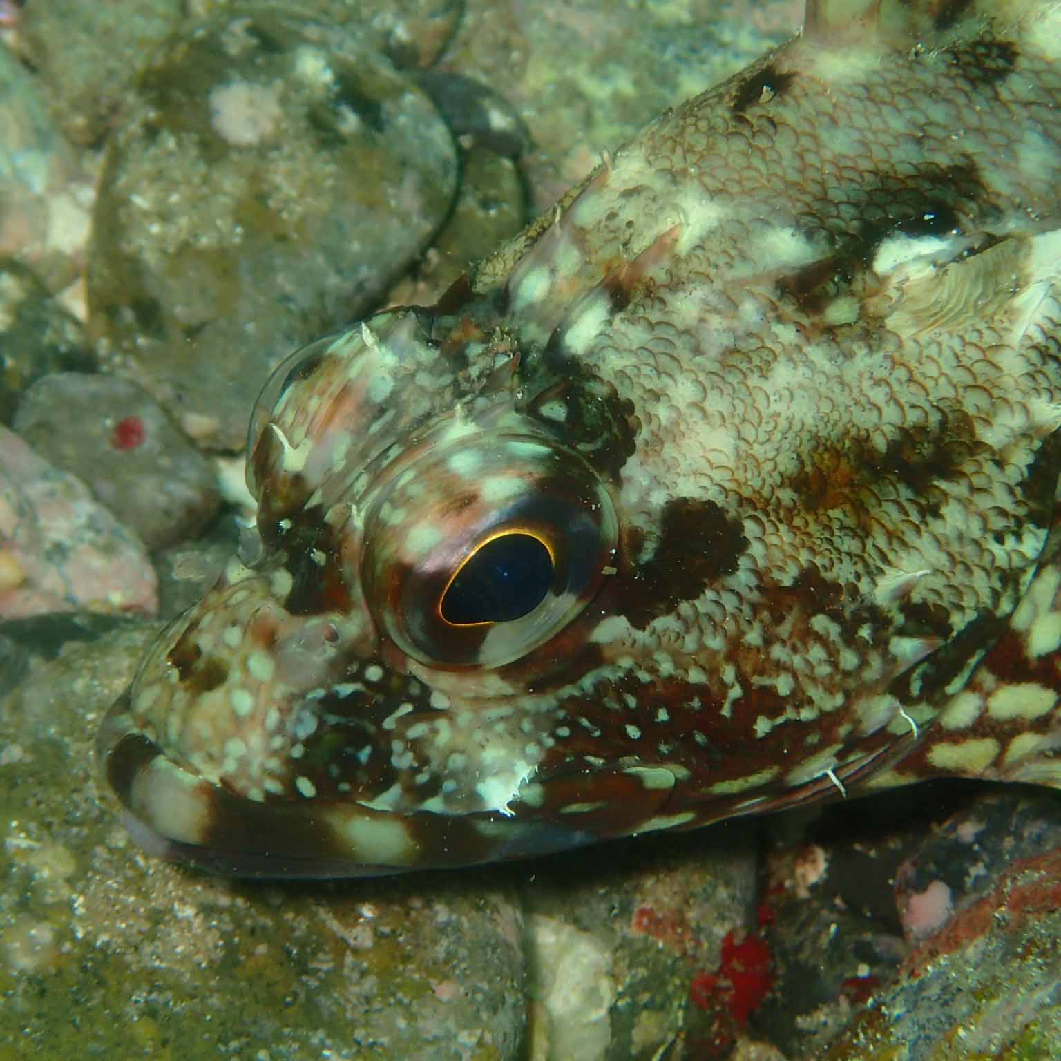 カサゴの水中写真でしっかりと色味が出ている画像