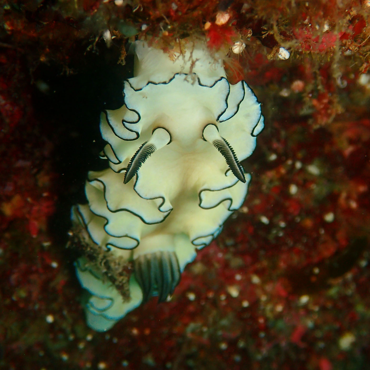 キイロウミウシの画像