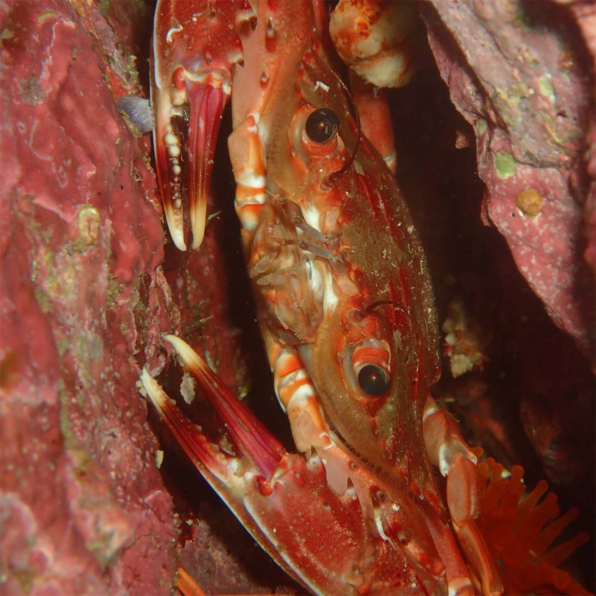 ベニイシガニの画像