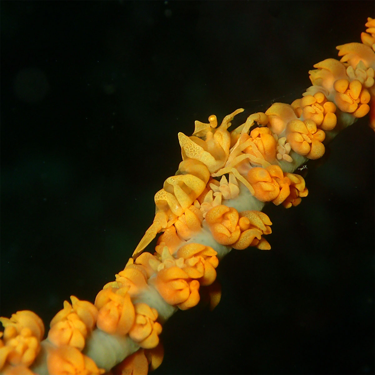 イソギンチャクかクレエビの画像