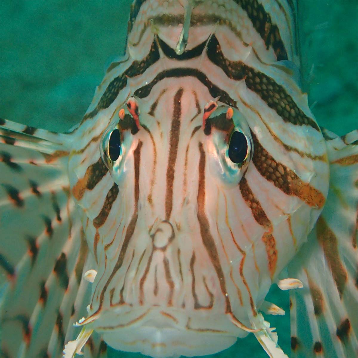 ミノカサゴの画像