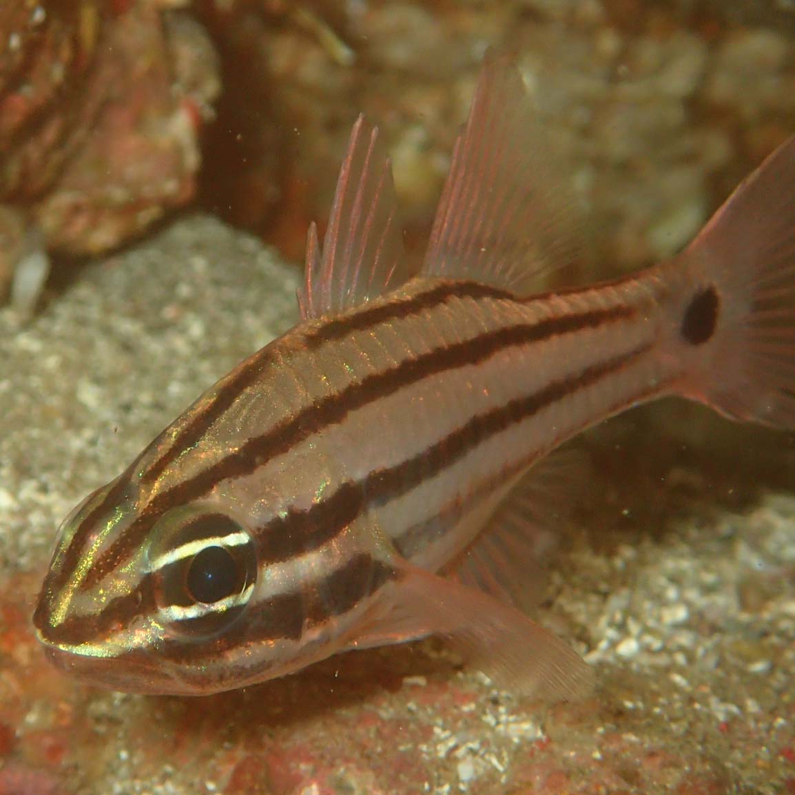 ネンブツダイの画像