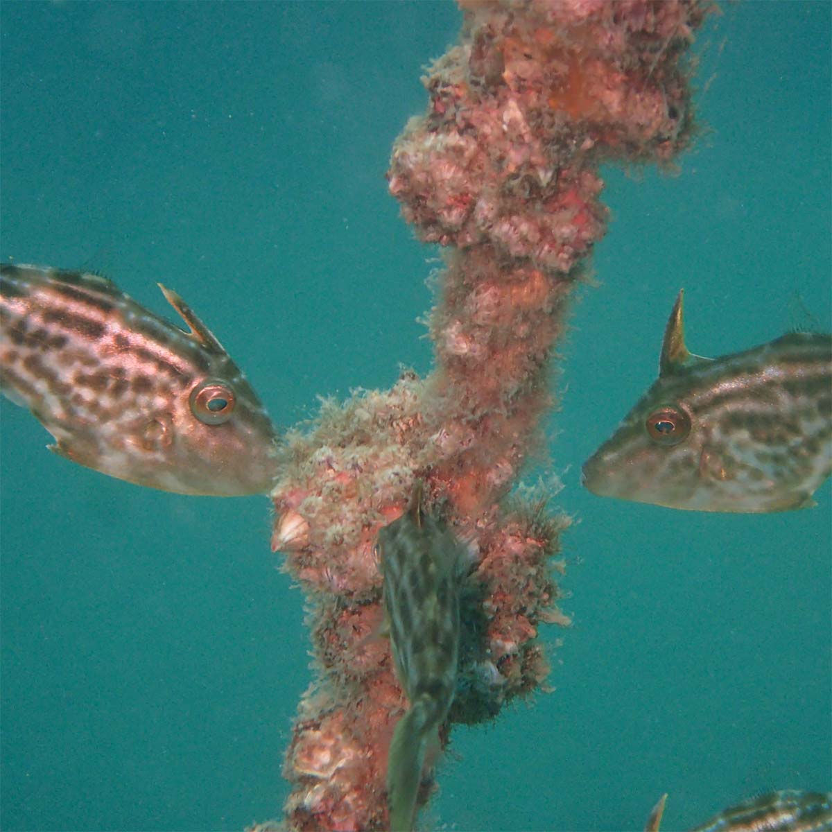 カワハギの画像