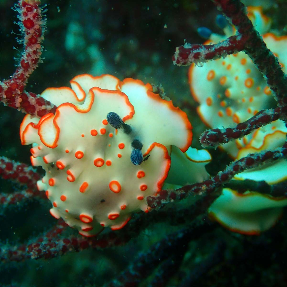 ハナオトメウミウシの画像