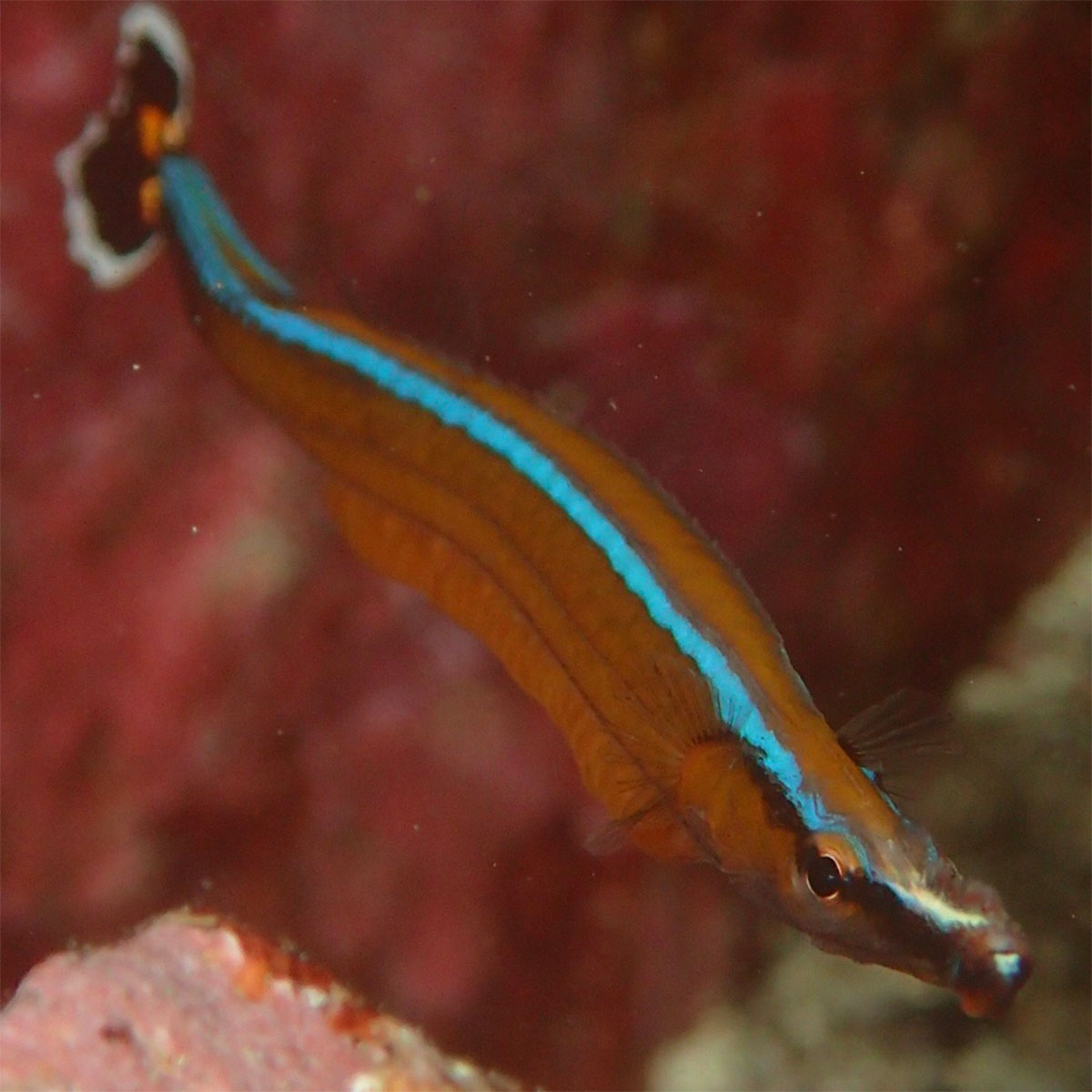 ヨウジウオの画像