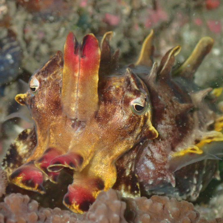 ハナイカの画像