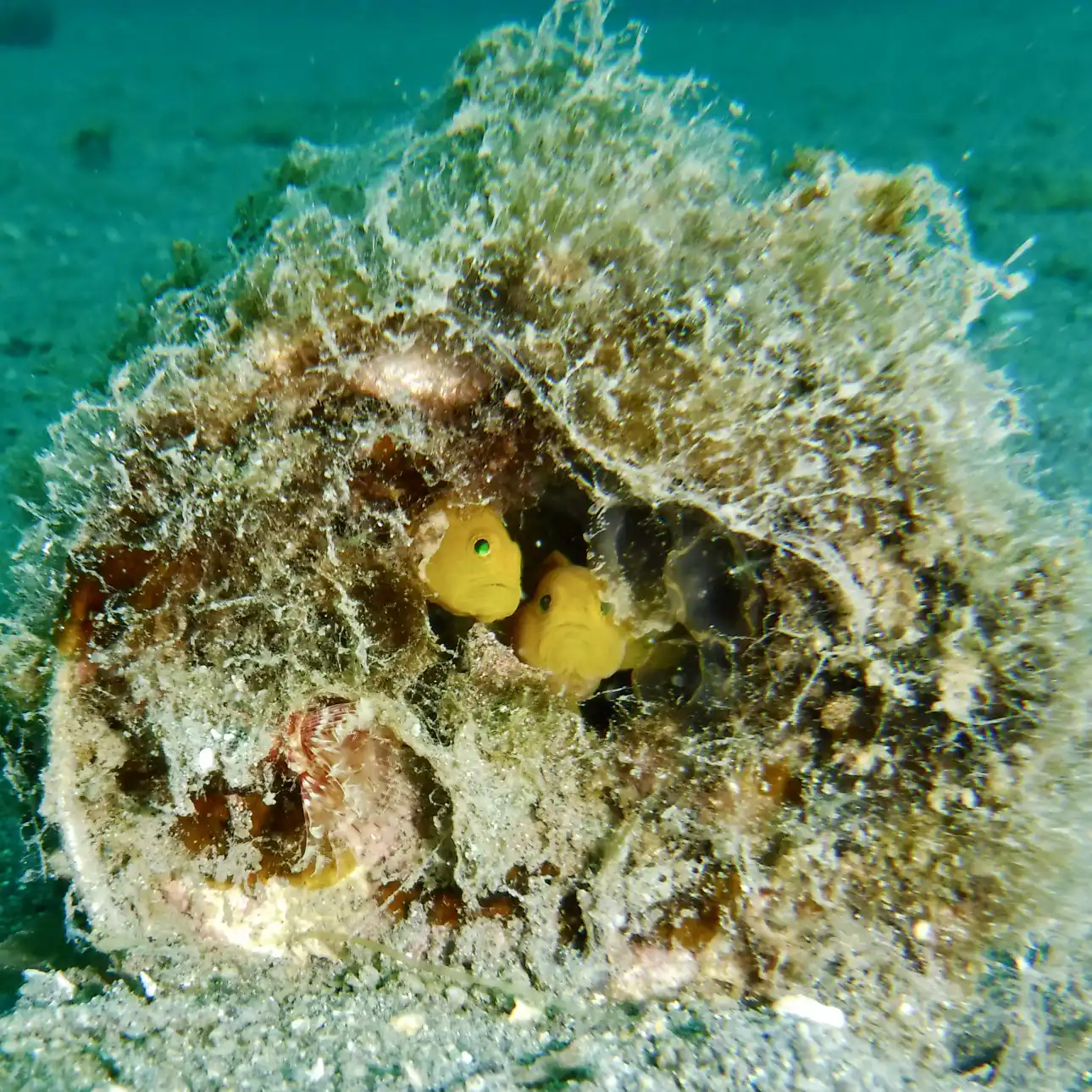 ミジンベニハゼの画像