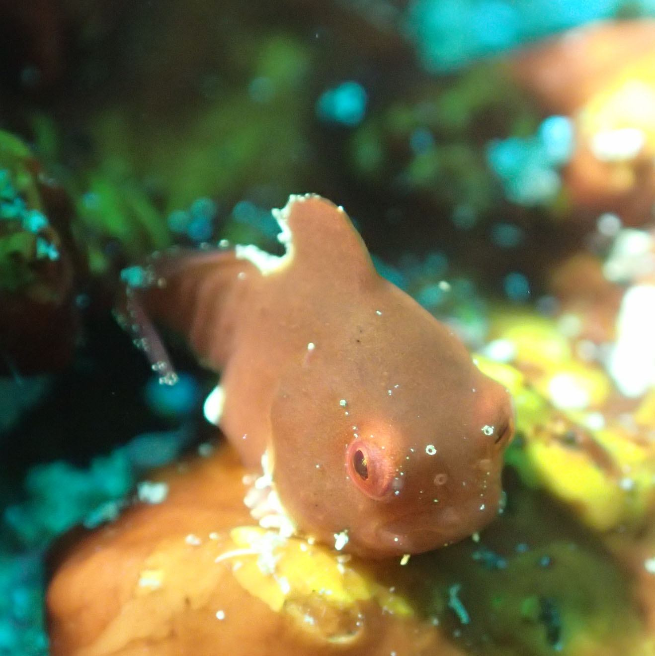 ダンゴウオ（成魚）の画像