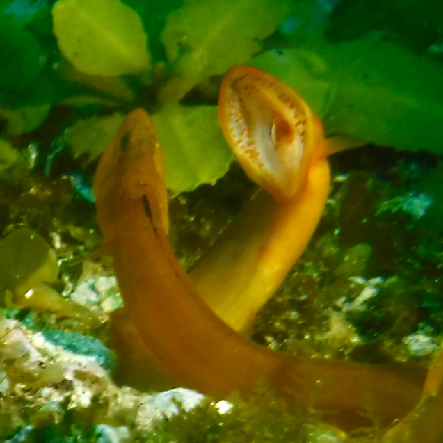 オオカズナギの画像