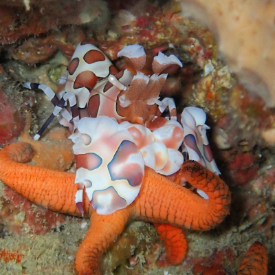 フリソデエビの画像