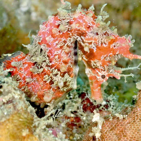 ハナタツの画像