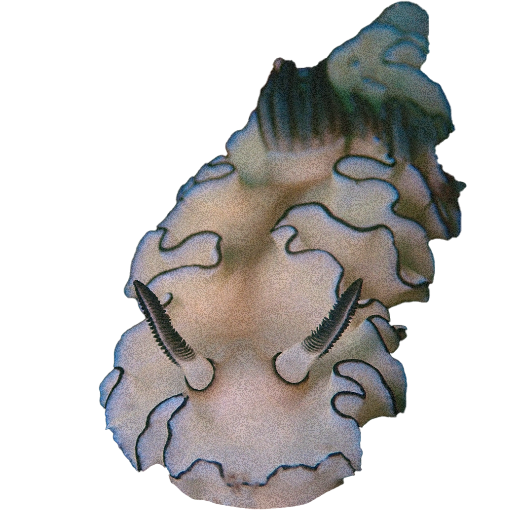 ウミウシの拡大画像