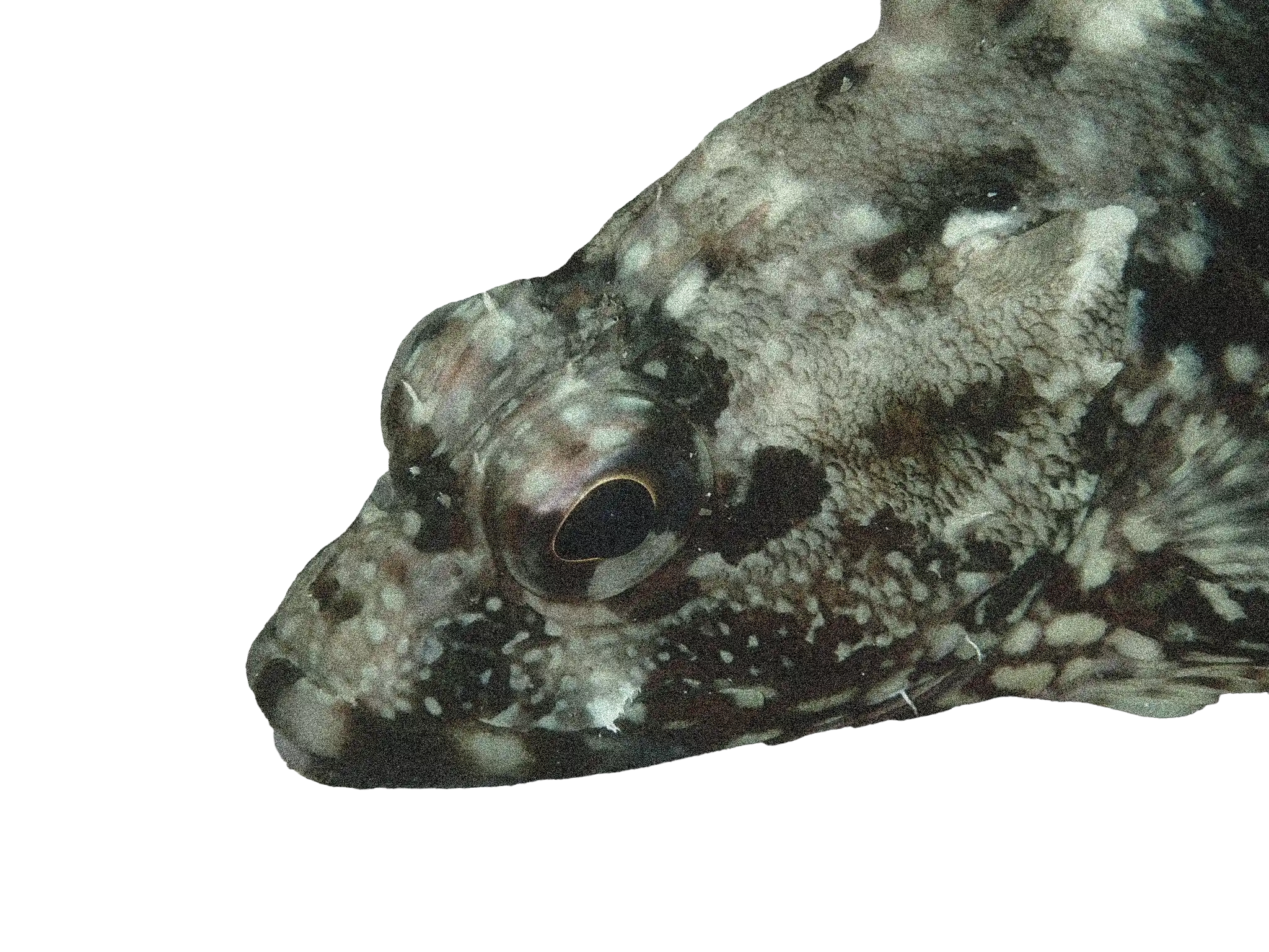 カサゴの拡大画像